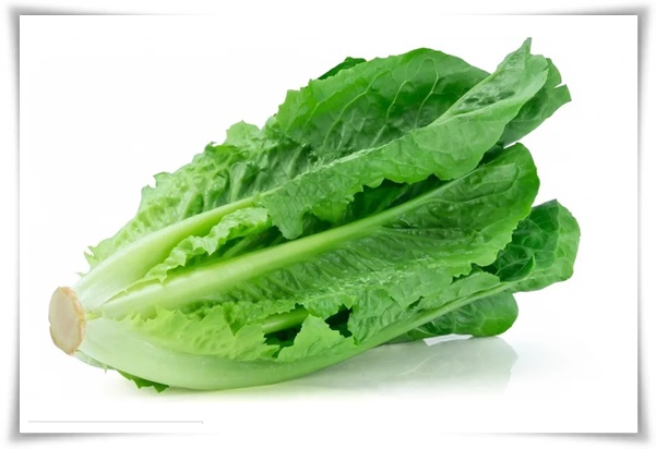 텃밭 &quot;상추 키우기&quot; 초보자도 쉽게 키우는 신선한 쌈 채소 재배의 모든 것!