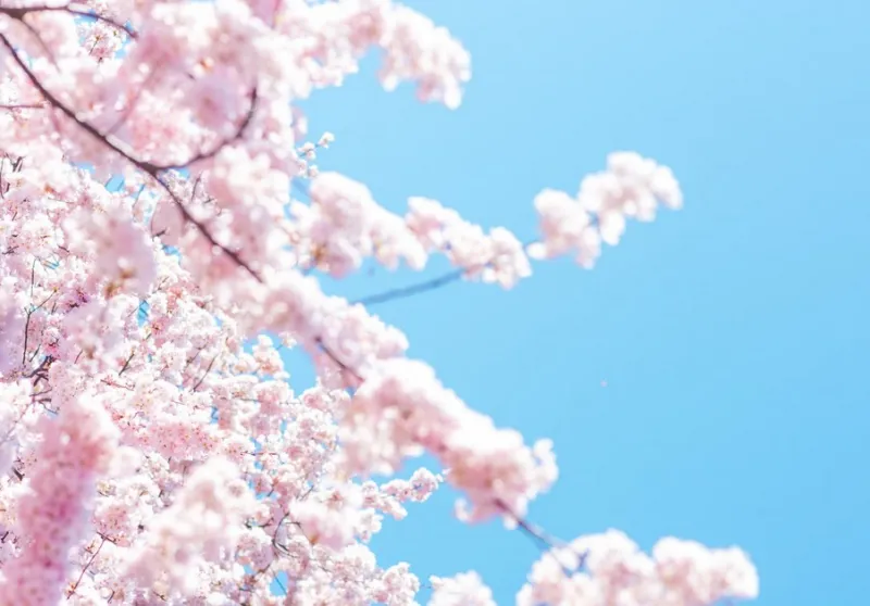 2024년 벚꽃 개화시기