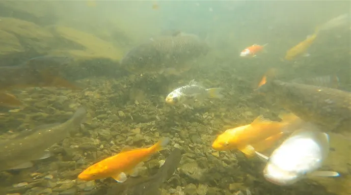 TV 동물농장 비단잉어