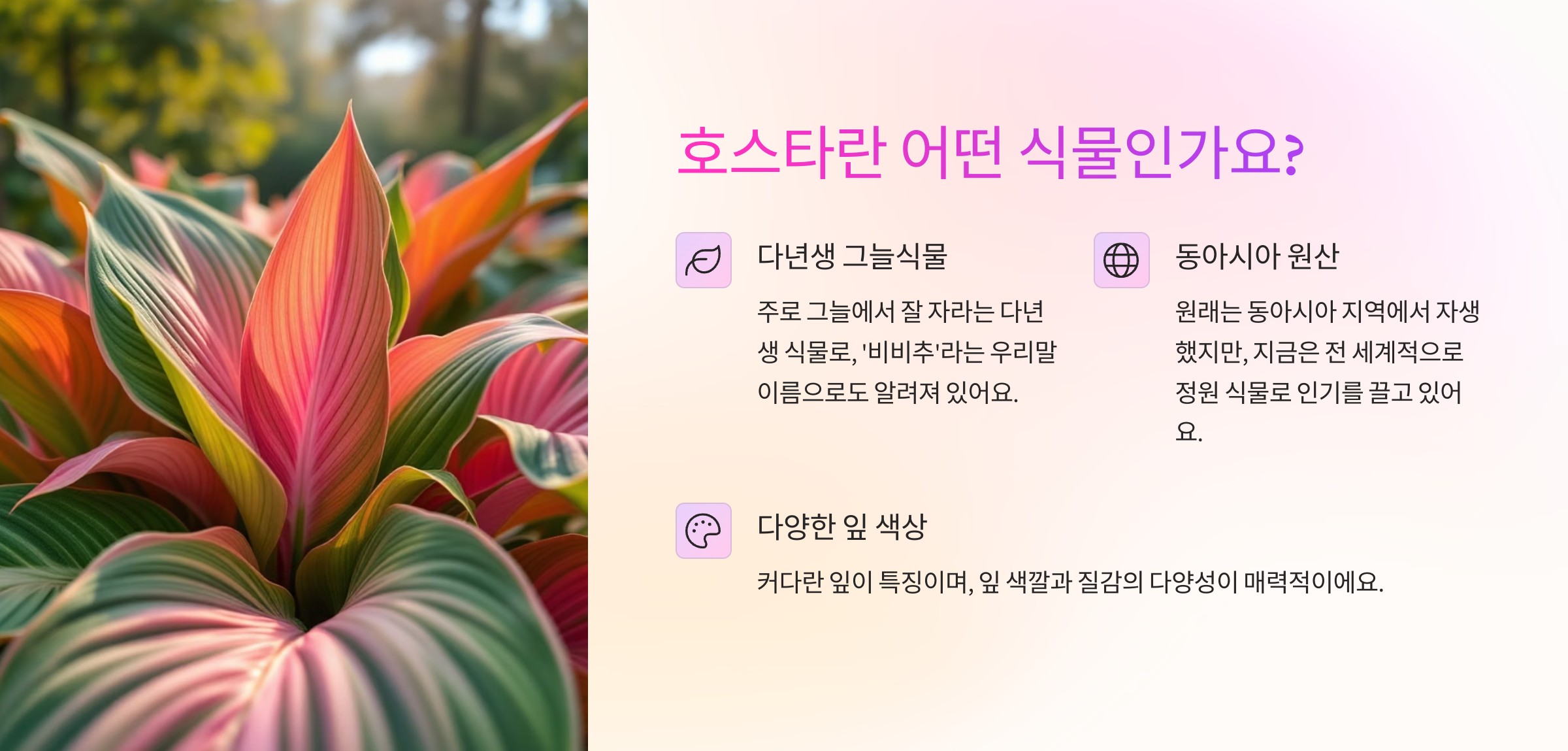 호스타