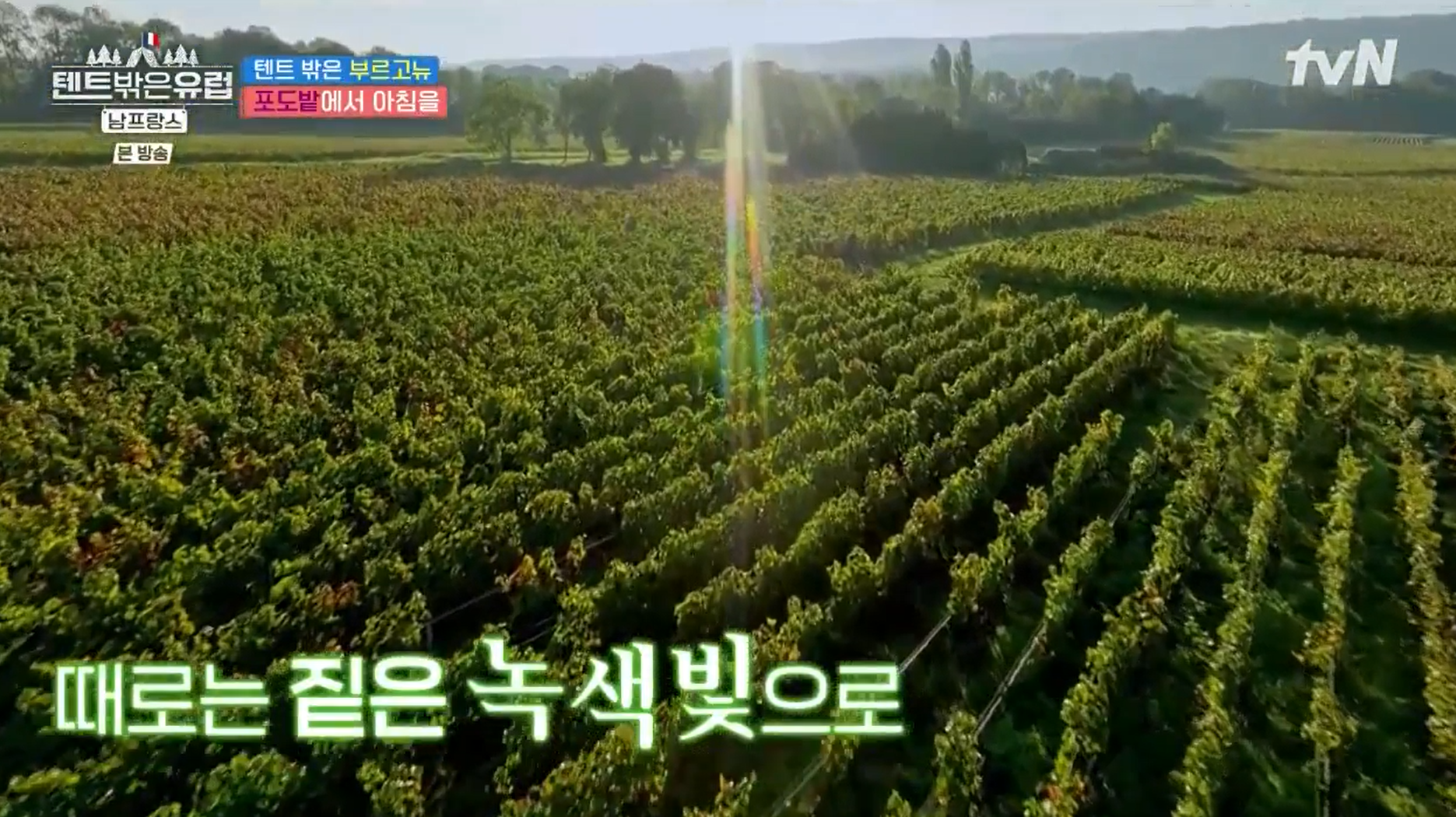때로는-짙은-녹색빛으로-싱그러움을-주는-부르고뉴-포도밭