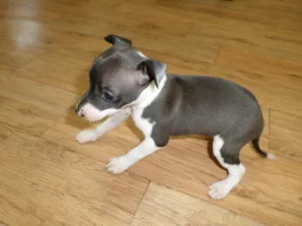 전 세계에서 가장 비싼 강아지 TOP20 몸값 높은 명품견 총정리 안내_17