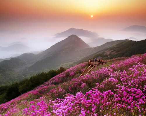전국 진달래 명소 BEST 5, 영취산&middot;비슬산&middot;천주산&middot;북한산&middot;대둔산 개화시기&middot;코스