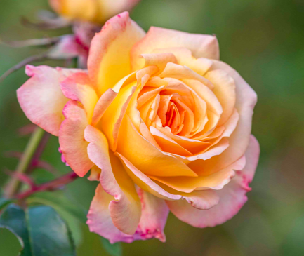 Peace rose