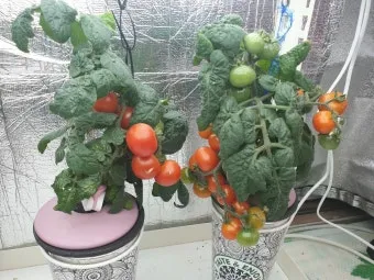 방울토마토 재배 화분 키우기 적심 유인 당도 관리_14