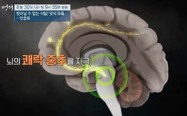 뇌의쾌락중추자극