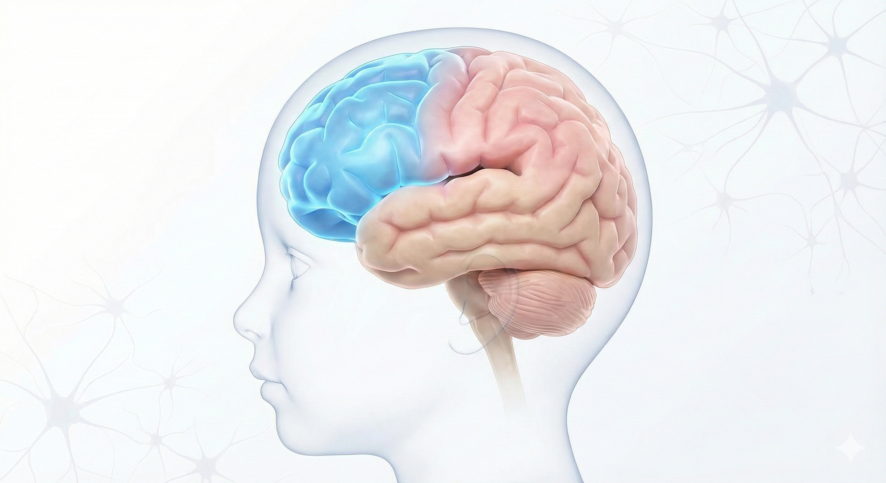 산만한 아이 vs ADHD, 결정적 차이는 '전두엽'에 있다 (뇌과학 육아)