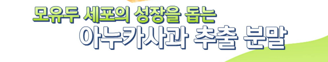 아누카 사과 분말