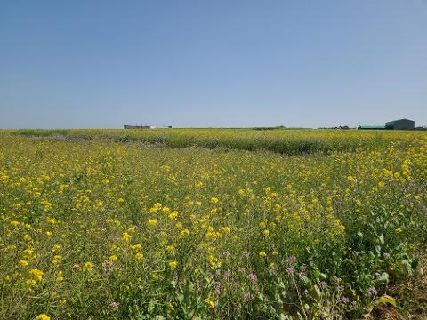가파도 청보리축제 지도