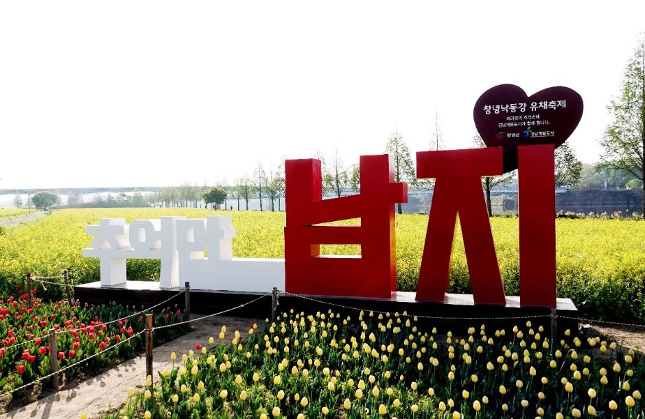 [봄꽃 축제]창녕 낙동강 유채꽃축제 ❘기간, 일정, 명소, 즐길거리, 꿀팁 총정리