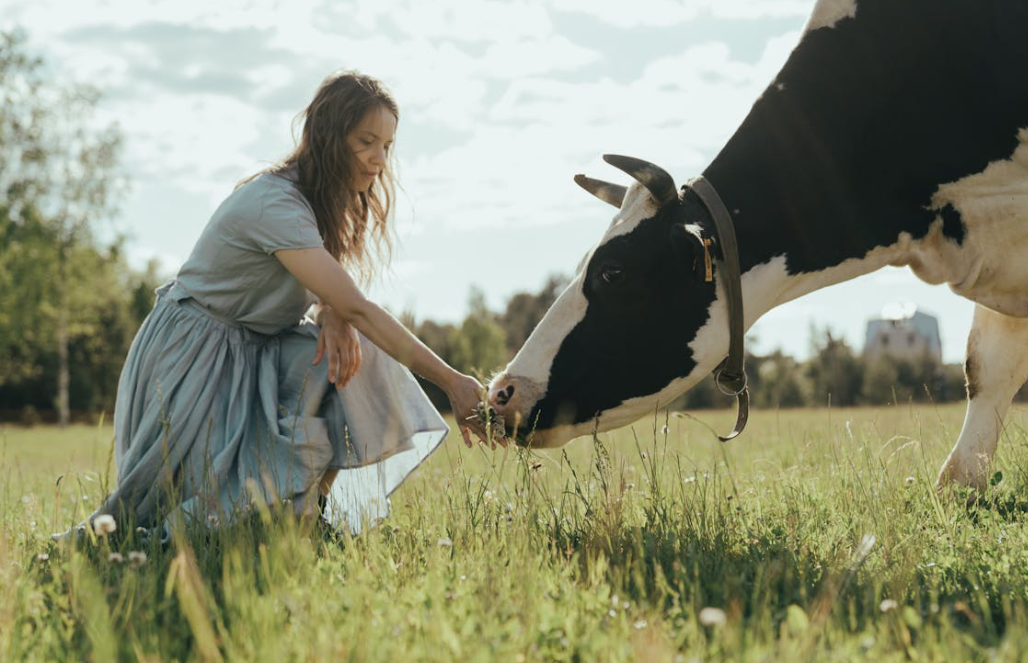 락토페린이 많이 들어있는 사람 젖소 사진