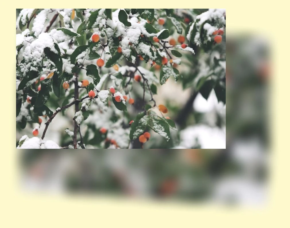 겨울철 고양이 관리_2_subsection