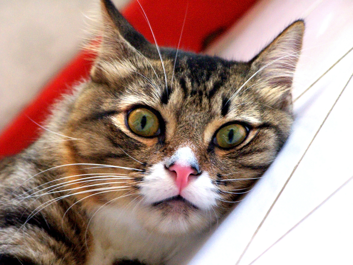 누워있는 고양이 사진