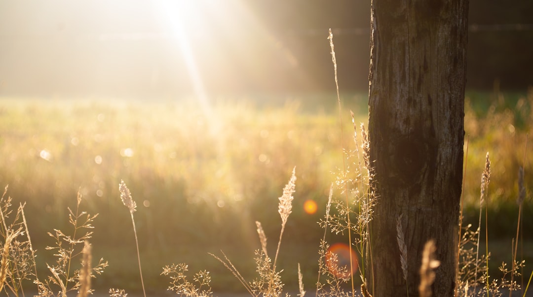 sunshine