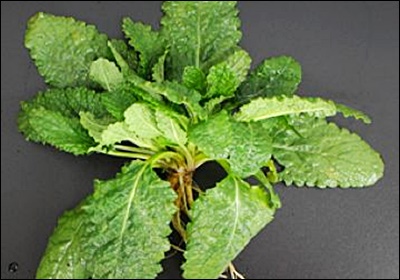 곰보배추 효능, 먹는 법 총정리