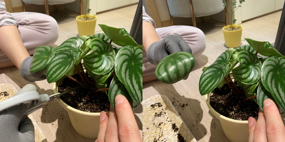 수박페페 줄기정리