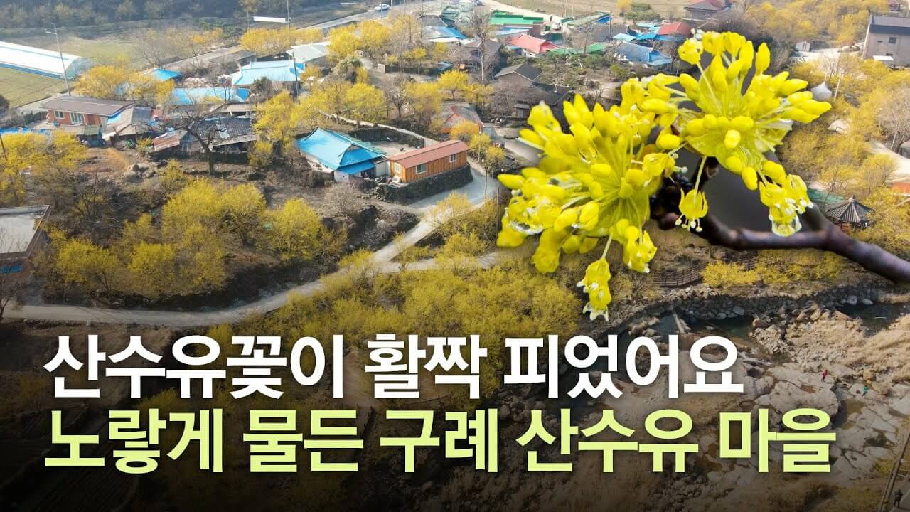 산수유 마을
