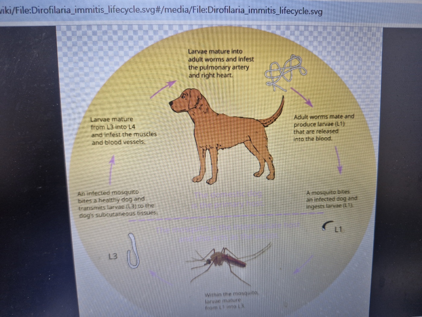 강아지 심장사상충 치료 후기 ...병원비 269만원