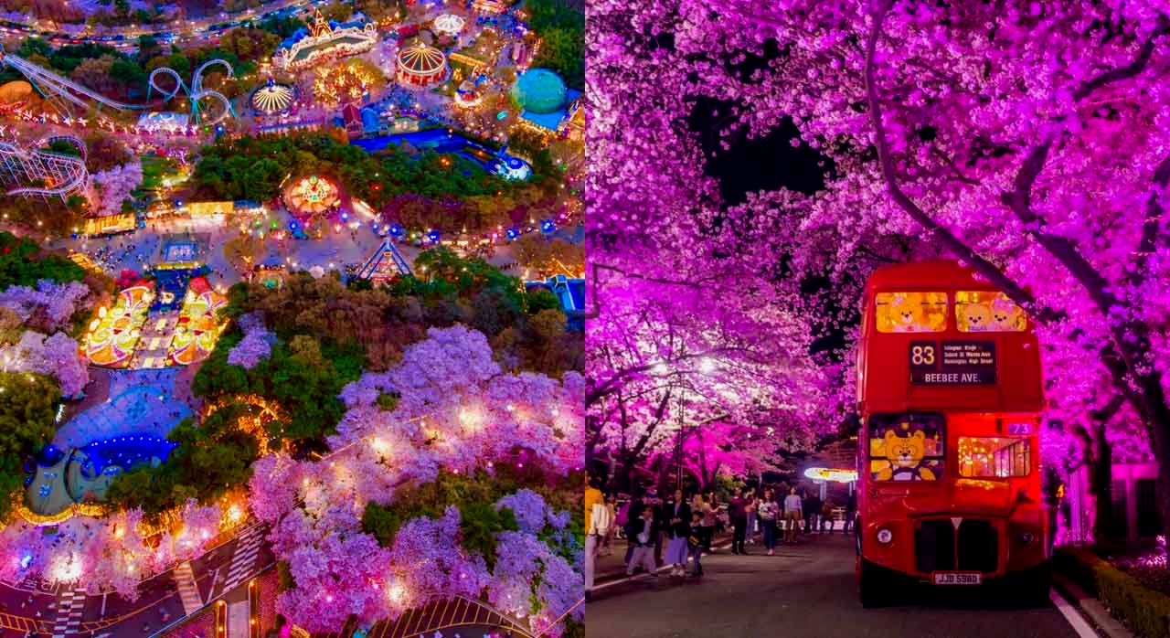 야간 조명과 어우러진 이월드 벚꽃길 전경. [ⓒ네이버플레이스 이월드]