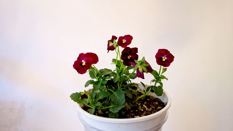Potted pansy plant with vibrant red blooms in a white pot against a plain background.