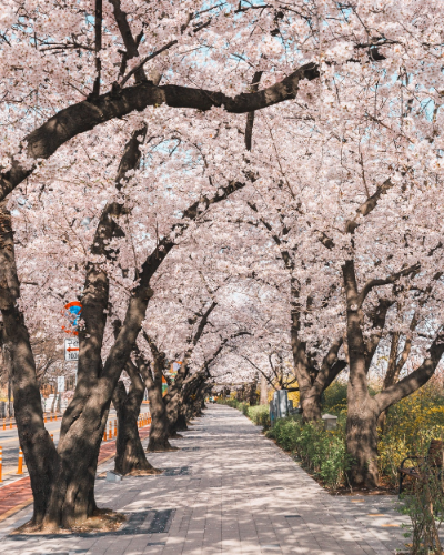 여의도-벚꽃축제-이미지