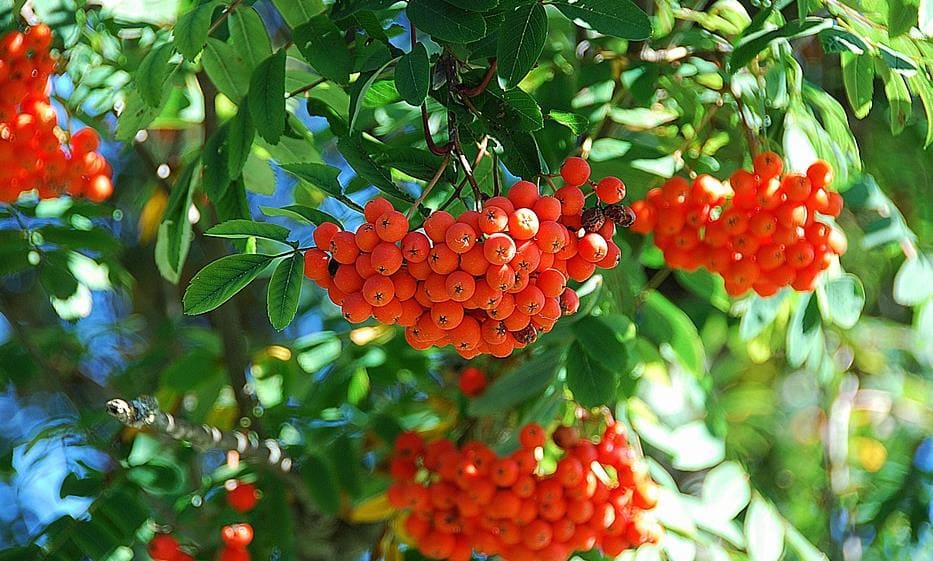 모링가 부작용 소개