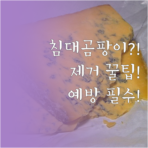 침대 곰팡이 걱정 끝, 집에서 할 수..