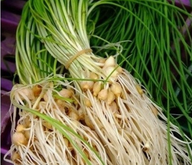 면역세포 활성화를도아주는달래