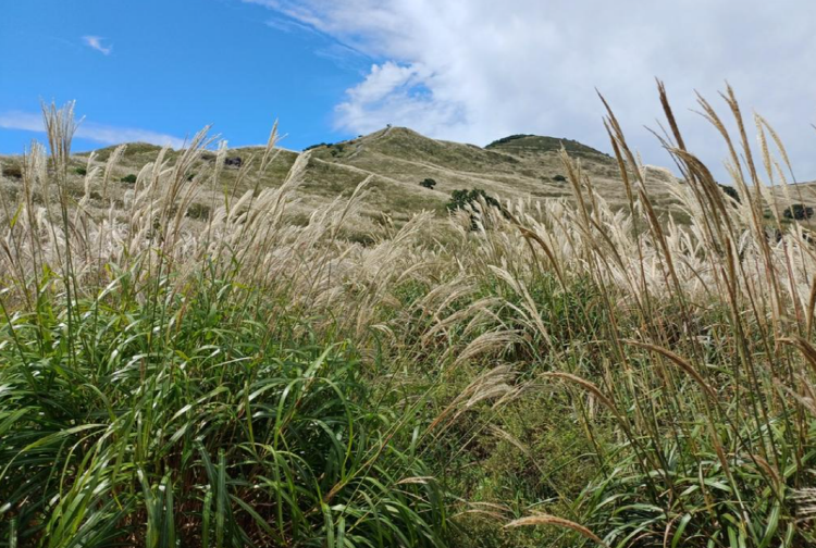 황매산 억새축제