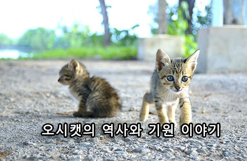 오시캣의 역사와 기원 이야기
