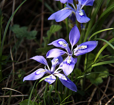 붓꽃 꽃말 전설 아이리스 차이 각시붓꽃 개화시기 종류 총정리2