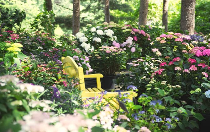 아침고요수목원 수국 풍경