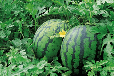 구우면좋은음식18