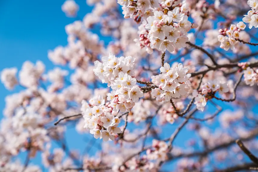 제주도 벚꽃 명소 풍경 사진, 왕벚나무가 활짝 핀 도심 꽃길