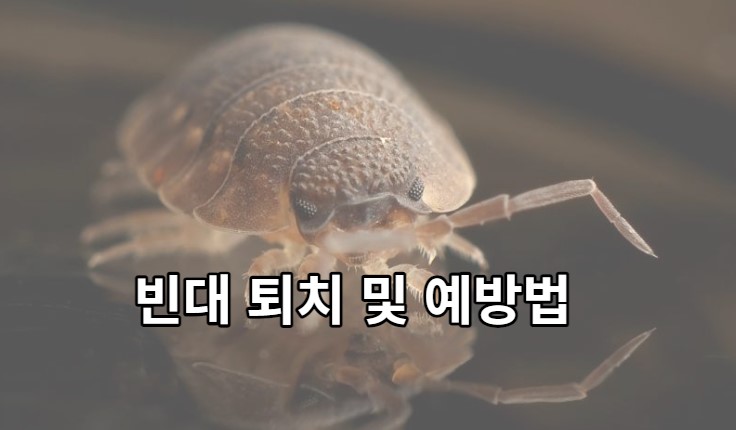 빈대 퇴치 및 예방법