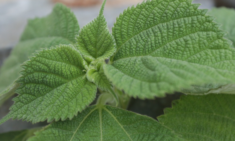 깻잎 관련 사진