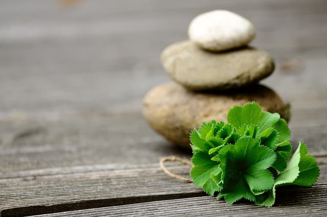 전통 약초와 현대 의학의 결합이 만드는 미래 의료