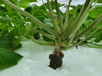 냉이 재배 가을 파종 월동 보온 봄 수확_11