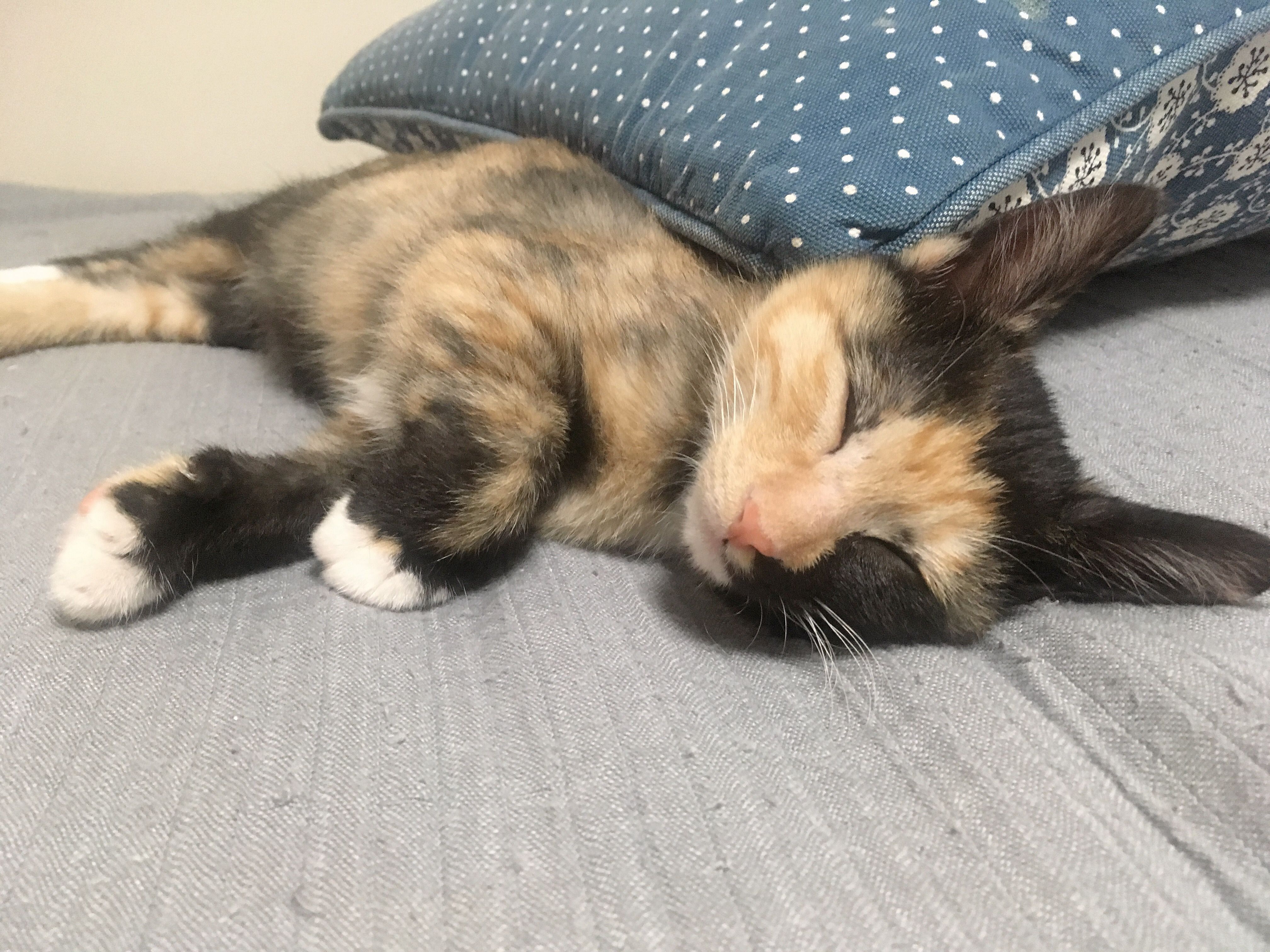 암컷 고양이 중성화