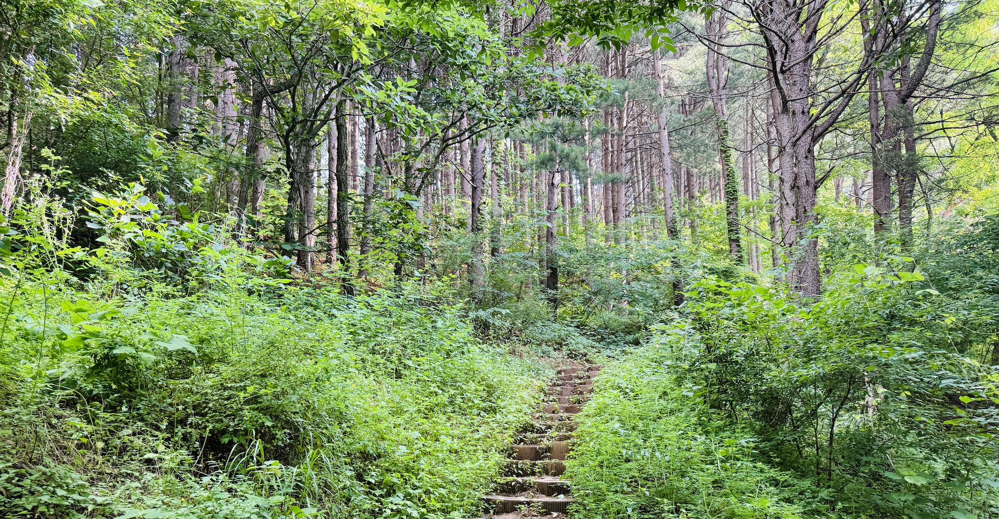 한가터 잣나무 숲길
