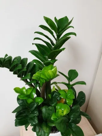 보석금전수 물주기 키우기 잎꽂이 꽃 노란잎 관리 재물운_16