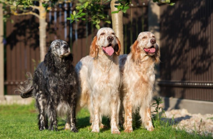 잉글리쉬 세터 무리.