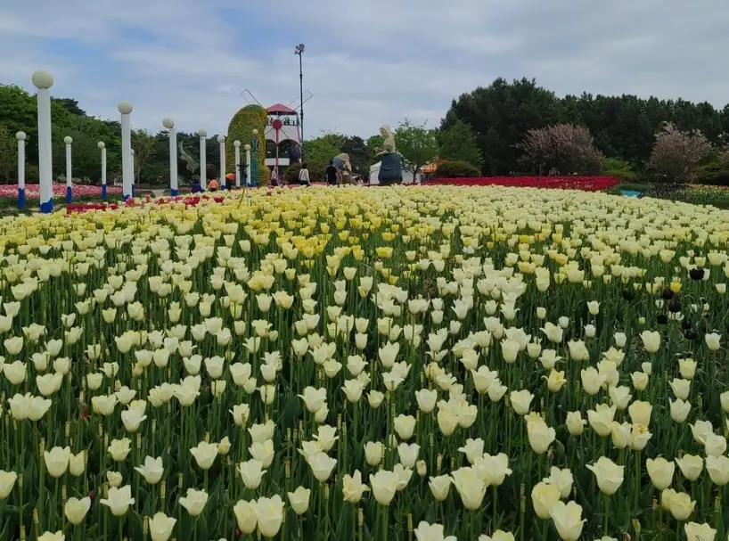 태안 튤립축제 일정, 개화시기