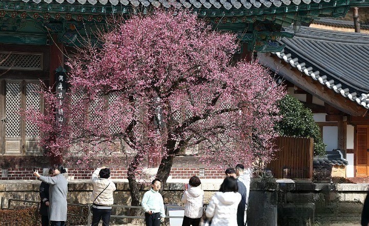 통도사 매화1