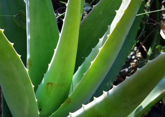 역류성식도염좋은음식