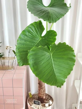 실내식물 물 주는 시간대 아침저녁차이 과습예방 통풍맞춰 관리_12