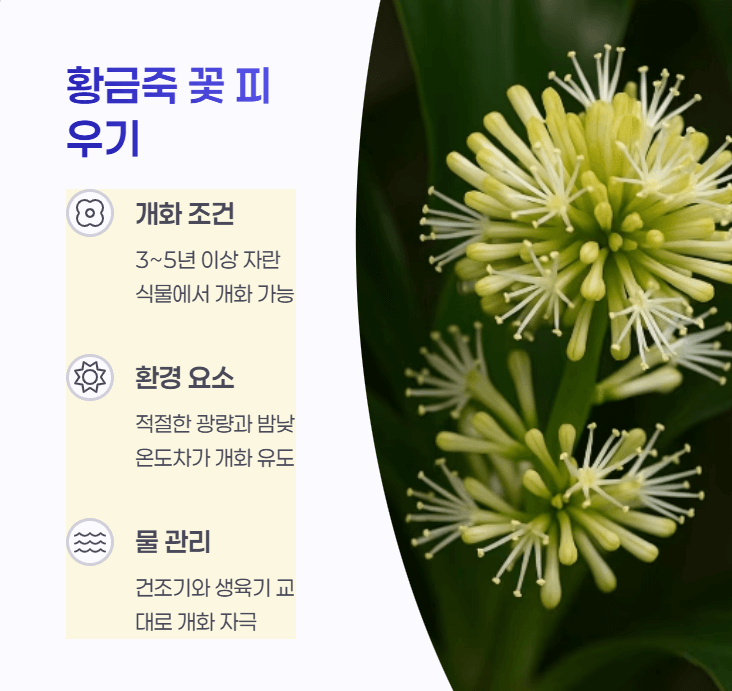 황금죽 꽃