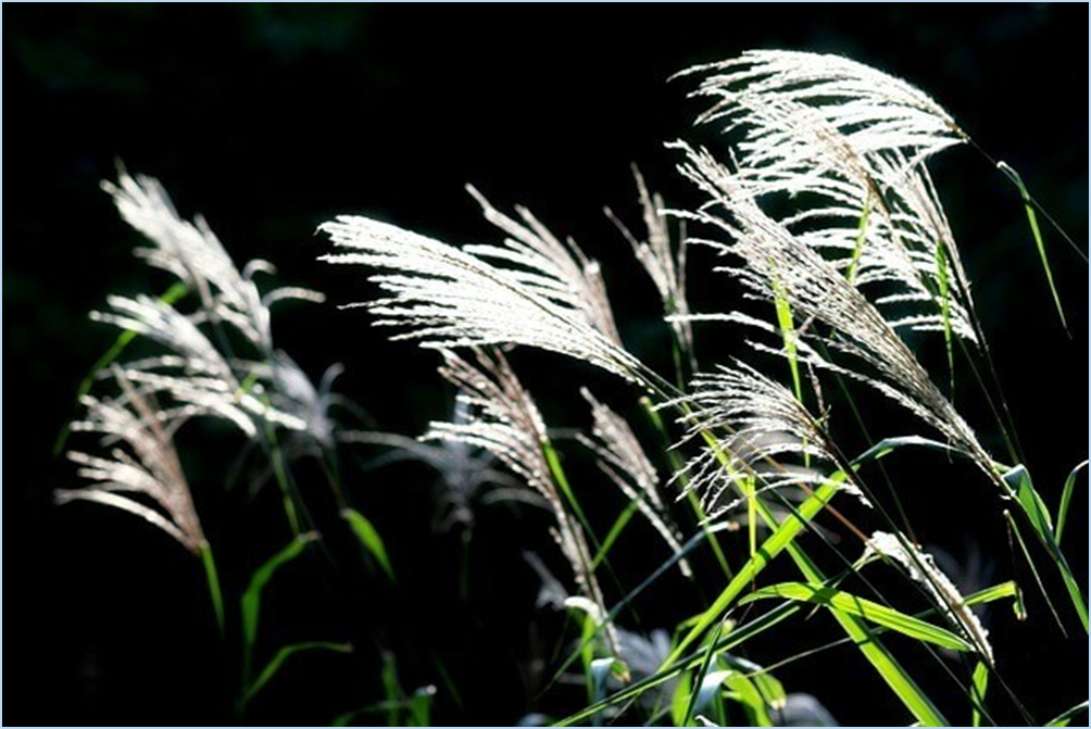 황매산-억새축제