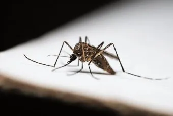 모기 물렸을 때 가려움증 없애는 법 효과적인 민간요법_18