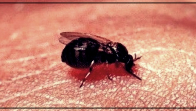 흡혈파리 이야기: 우리가 몰랐던 그들의 세계